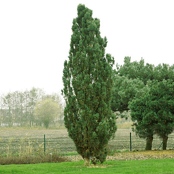     Pinus sylvestris 'Fastigiata'